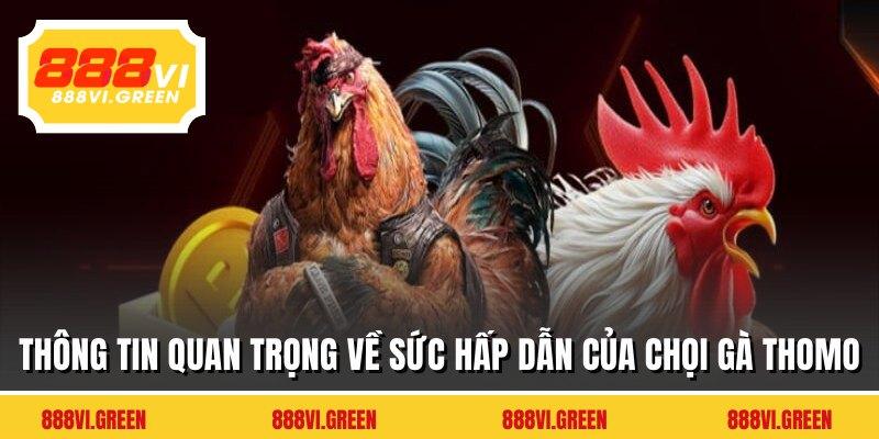 Thông tin quan trọng về sức hấp dẫn của chọi gà Thomo
